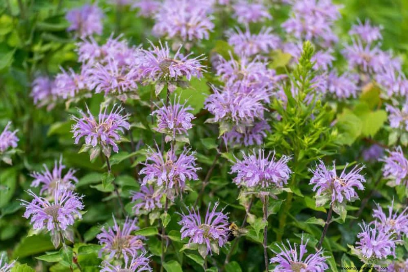 33 inheemse, nectarrijke planten om bijen en vlinders aan te trekken 