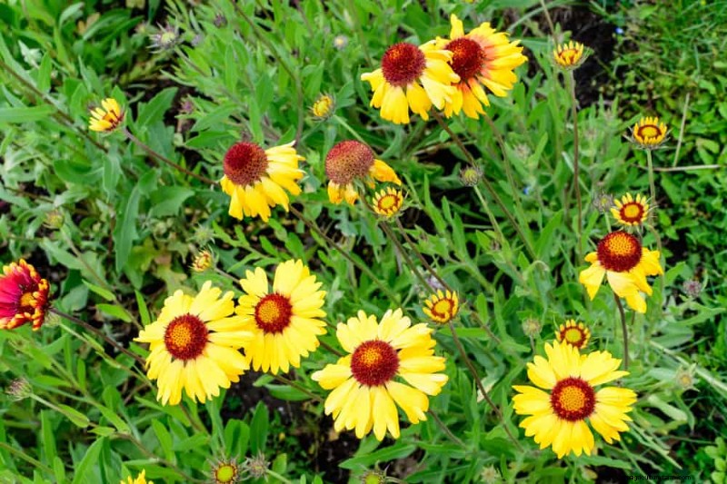 33 inheemse, nectarrijke planten om bijen en vlinders aan te trekken 
