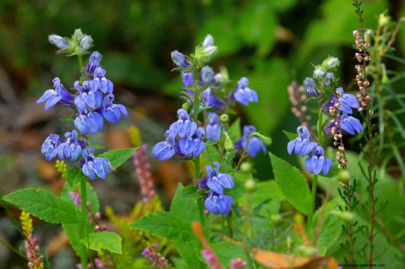 33 inheemse, nectarrijke planten om bijen en vlinders aan te trekken 