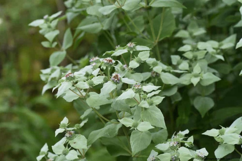 33 inheemse, nectarrijke planten om bijen en vlinders aan te trekken 