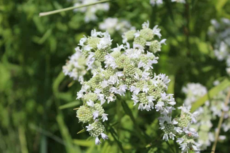 33 inheemse, nectarrijke planten om bijen en vlinders aan te trekken 