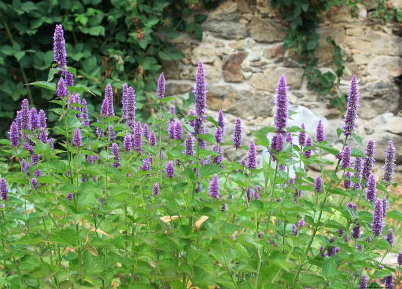 33 inheemse, nectarrijke planten om bijen en vlinders aan te trekken 