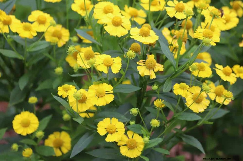 33 inheemse, nectarrijke planten om bijen en vlinders aan te trekken 