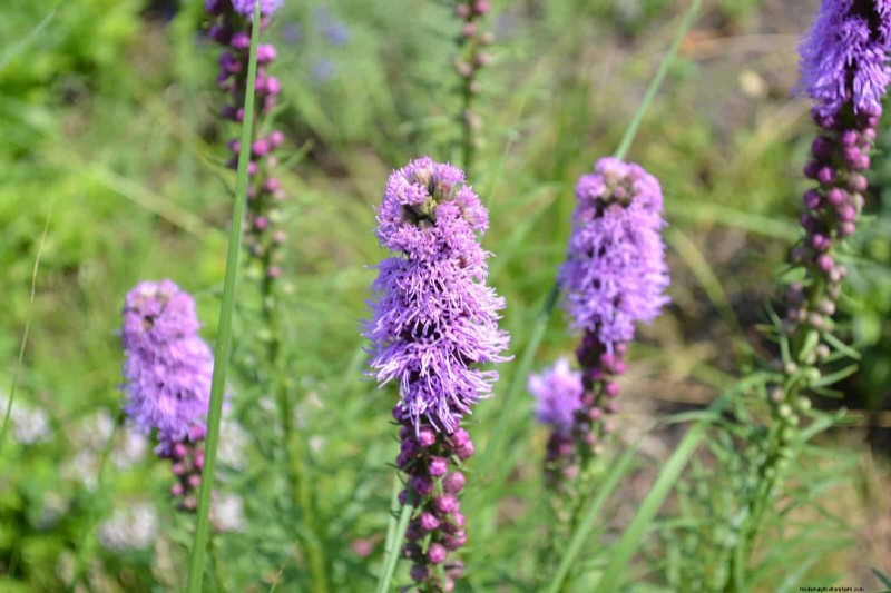 33 inheemse, nectarrijke planten om bijen en vlinders aan te trekken 