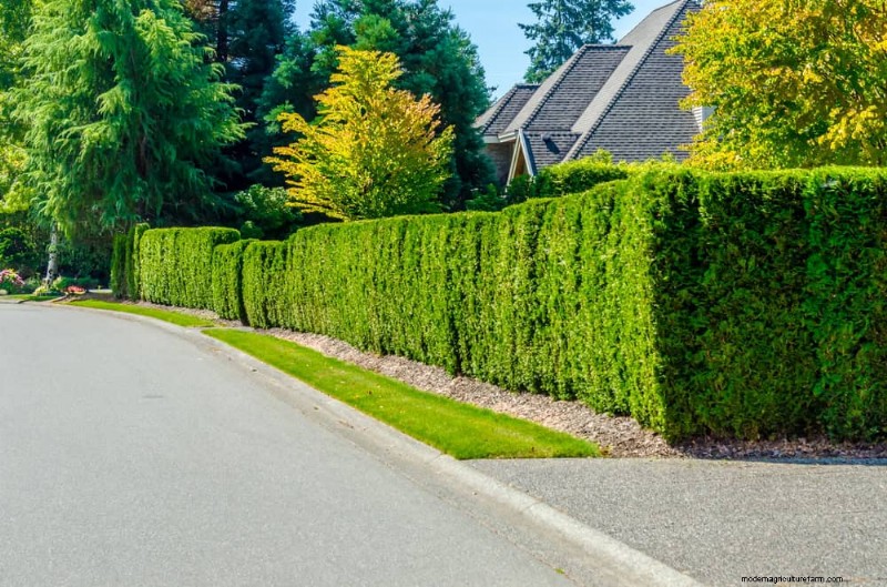 27 door experts goedgekeurde groene hekken:van bamboe tot hulst voor privacy, schoonheid en duurzaamheid 