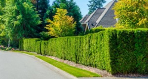 27 Expert-Approved Green Fences: From Bamboo to Holly for Privacy, Beauty, and Sustainability