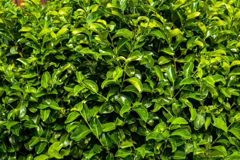 27 door experts goedgekeurde groene hekken:van bamboe tot hulst voor privacy, schoonheid en duurzaamheid 