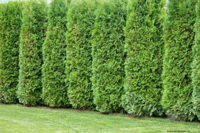 27 door experts goedgekeurde groene hekken:van bamboe tot hulst voor privacy, schoonheid en duurzaamheid 