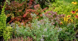 22 onderhoudsarme vaste planten die uw tuin het hele jaar door mooi houden 