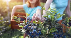 25 Langkah Terbukti Menumbuhkan Semak Blueberry yang Subur di Musim Semi Ini 