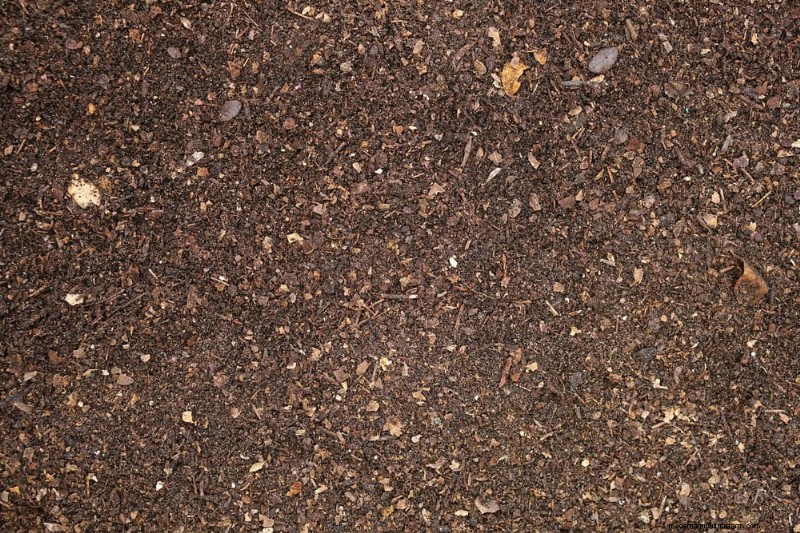 この春、青々としたブルーベリーの茂みを育てるための実証済みの 25 のステップ 