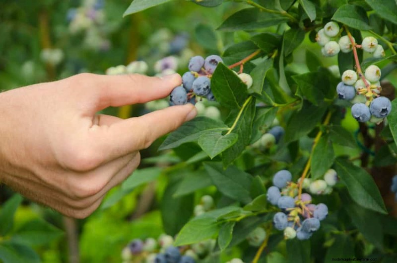 この春、青々としたブルーベリーの茂みを育てるための実証済みの 25 のステップ 