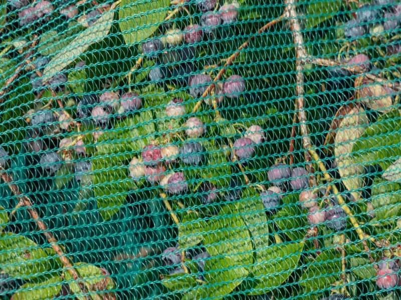この春、青々としたブルーベリーの茂みを育てるための実証済みの 25 のステップ 