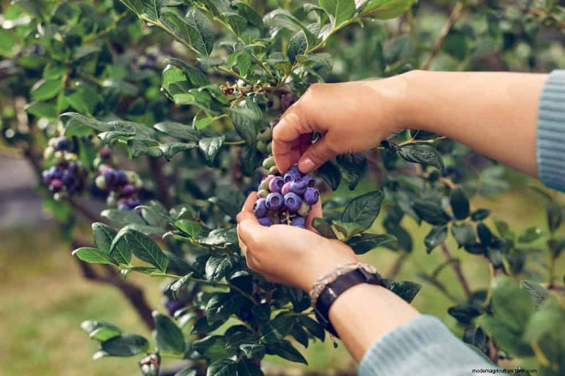 この春、青々としたブルーベリーの茂みを育てるための実証済みの 25 のステップ 