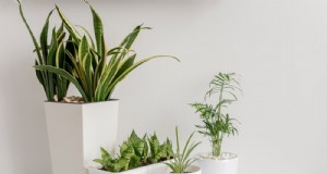 21 Sturdy Houseplants That Flourish in Dry Indoor Air—No Extra Care Needed