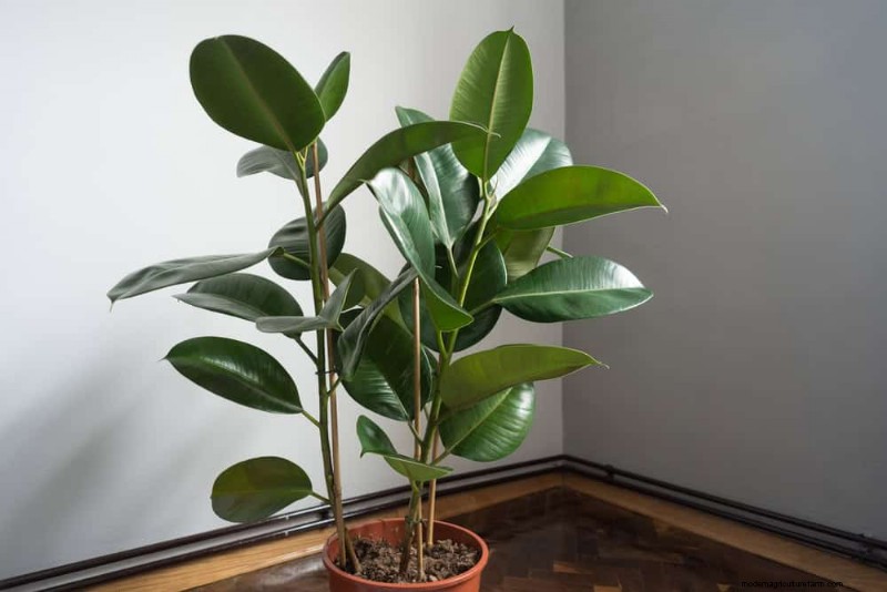 乾燥した室内空気でも育つ丈夫な観葉植物 21 選 - 特別な手入れは必要ありません