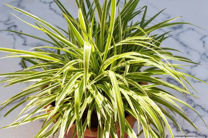 乾燥した室内空気でも育つ丈夫な観葉植物 21 選 - 特別な手入れは必要ありません