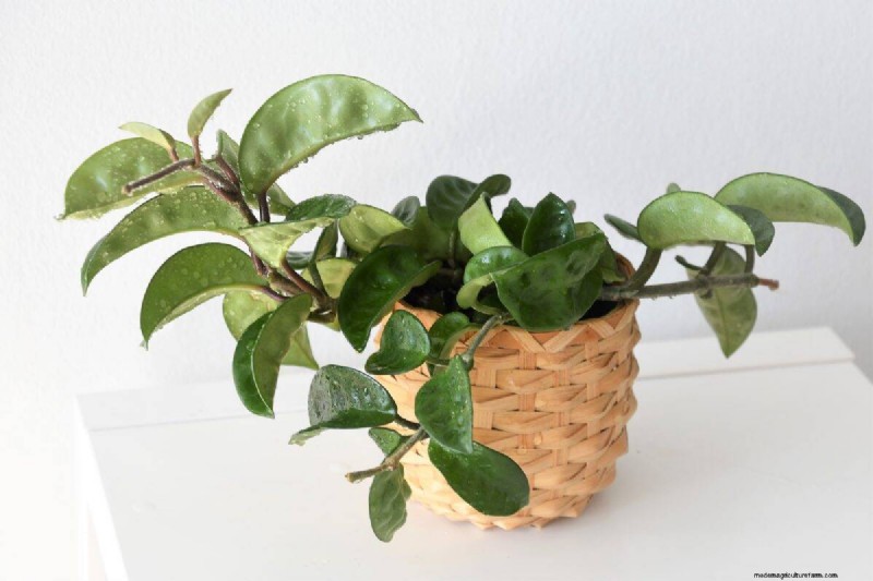 乾燥した室内空気でも育つ丈夫な観葉植物 21 選 - 特別な手入れは必要ありません