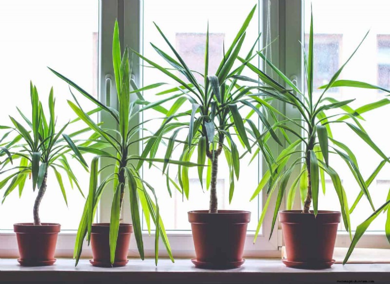 乾燥した室内空気でも育つ丈夫な観葉植物 21 選 - 特別な手入れは必要ありません