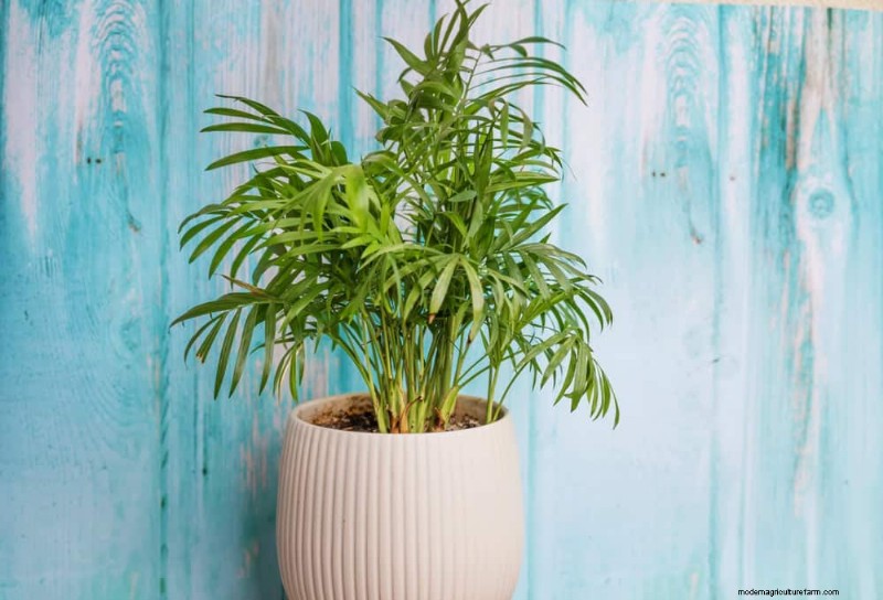 乾燥した室内空気でも育つ丈夫な観葉植物 21 選 - 特別な手入れは必要ありません