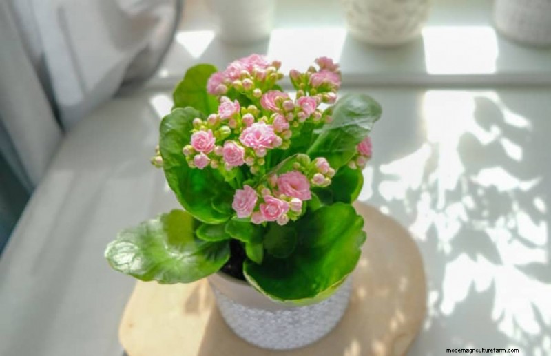 乾燥した室内空気でも育つ丈夫な観葉植物 21 選 - 特別な手入れは必要ありません