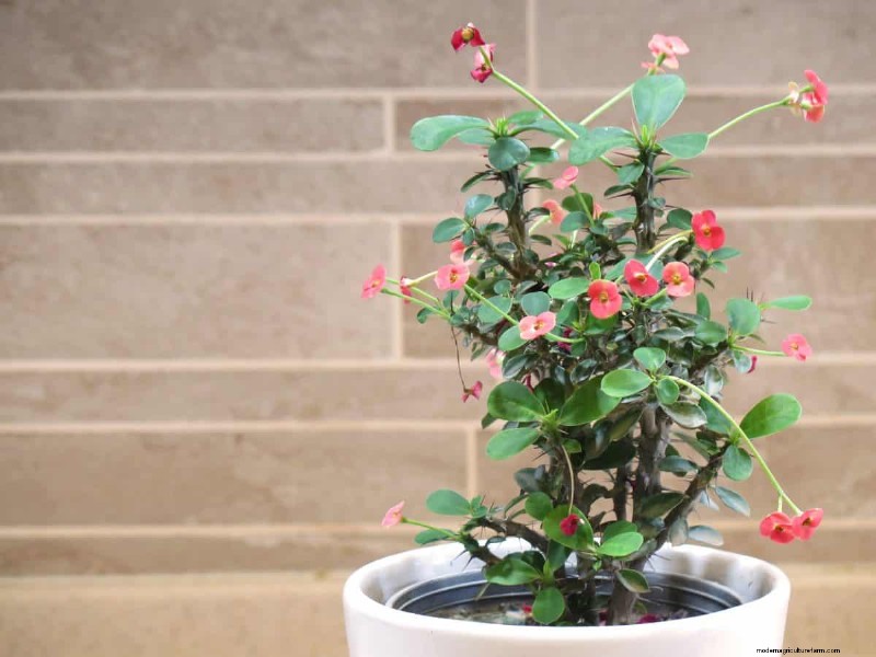 乾燥した室内空気でも育つ丈夫な観葉植物 21 選 - 特別な手入れは必要ありません