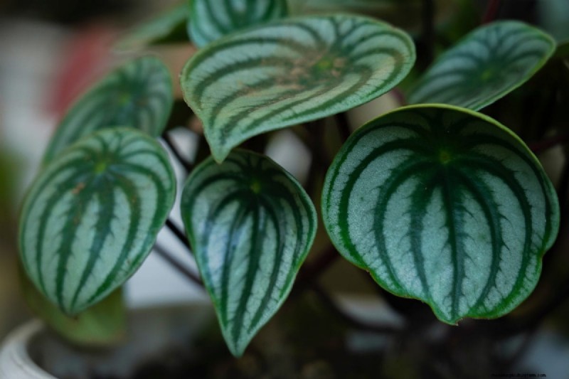乾燥した室内空気でも育つ丈夫な観葉植物 21 選 - 特別な手入れは必要ありません