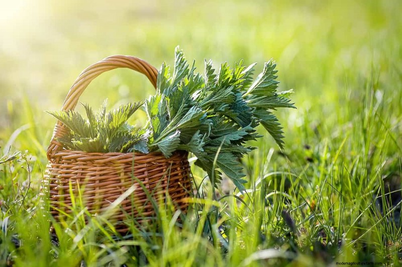 安全に食べられる24の庭の雑草 – 識別、栄養、調理のヒント 