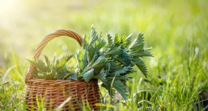 24 mauvaises herbes du jardin que vous pouvez manger en toute sécurité – Identification, nutrition et conseils de cuisine 