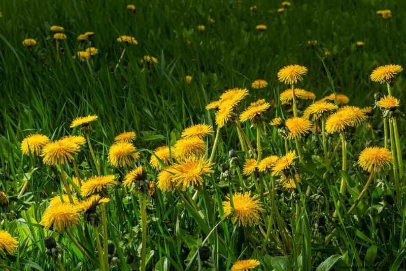 安全に食べられる24の庭の雑草 – 識別、栄養、調理のヒント 