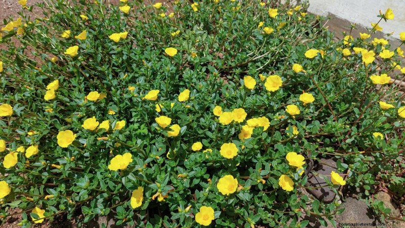 安全に食べられる24の庭の雑草 – 識別、栄養、調理のヒント 