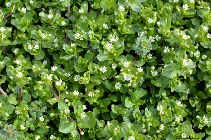 安全に食べられる24の庭の雑草 – 識別、栄養、調理のヒント 