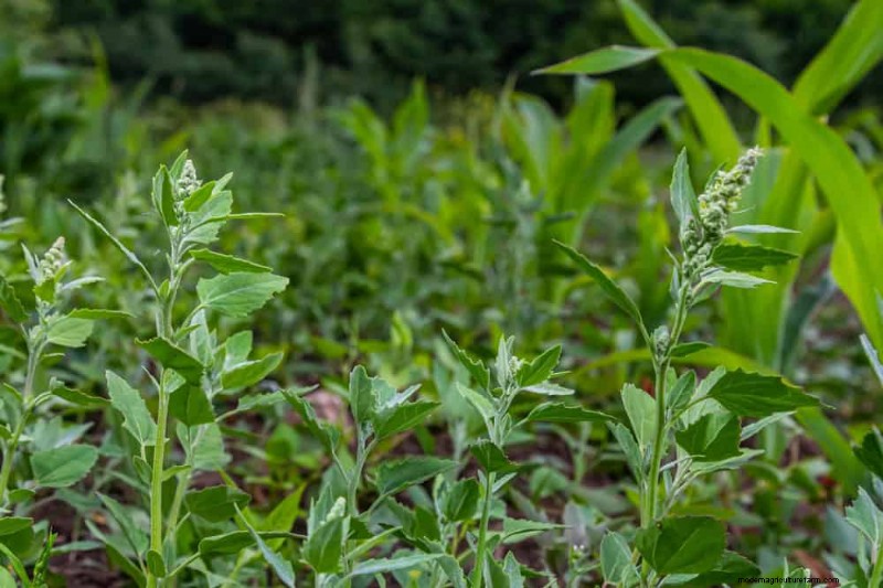 安全に食べられる24の庭の雑草 – 識別、栄養、調理のヒント 