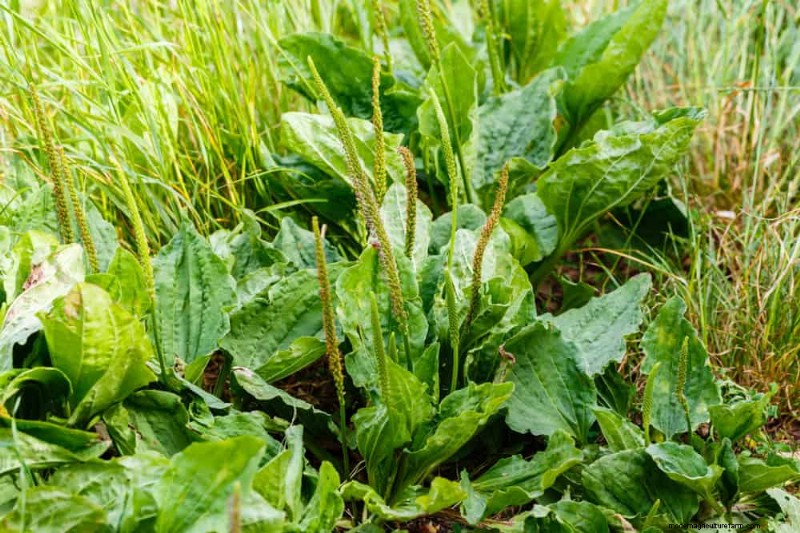 安全に食べられる24の庭の雑草 – 識別、栄養、調理のヒント 