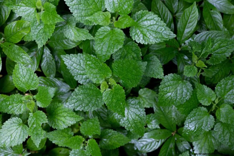 安全に食べられる24の庭の雑草 – 識別、栄養、調理のヒント 