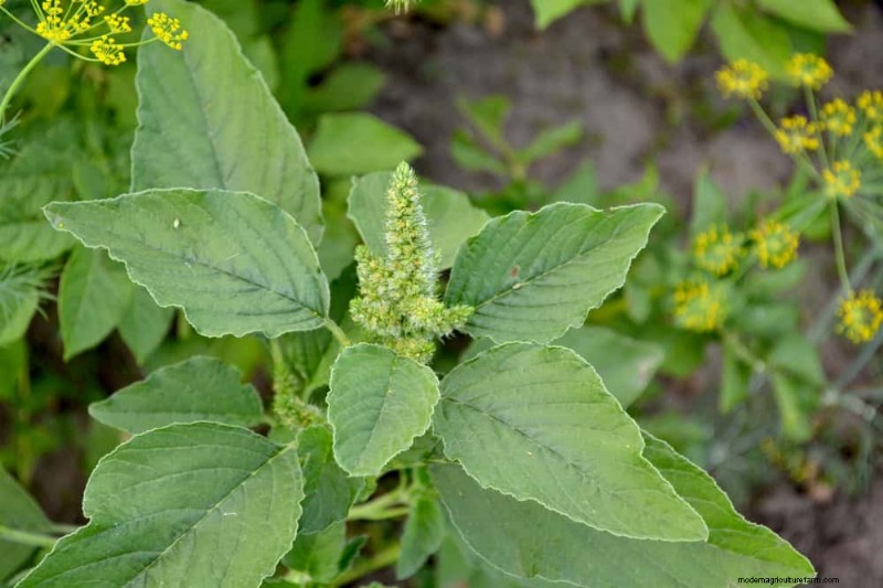 安全に食べられる24の庭の雑草 – 識別、栄養、調理のヒント 