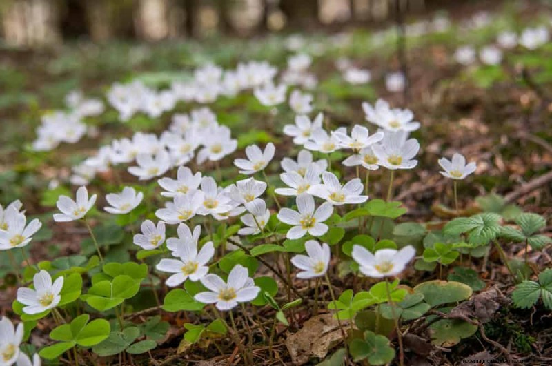 安全に食べられる24の庭の雑草 – 識別、栄養、調理のヒント 