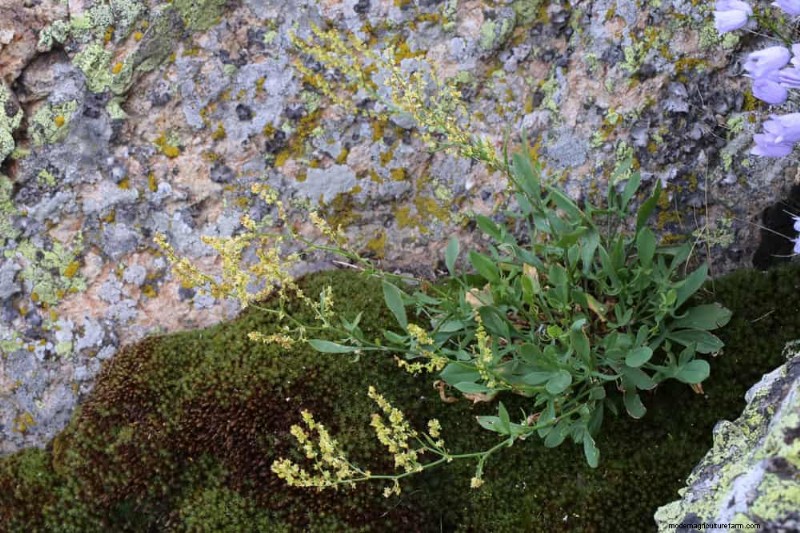 安全に食べられる24の庭の雑草 – 識別、栄養、調理のヒント 