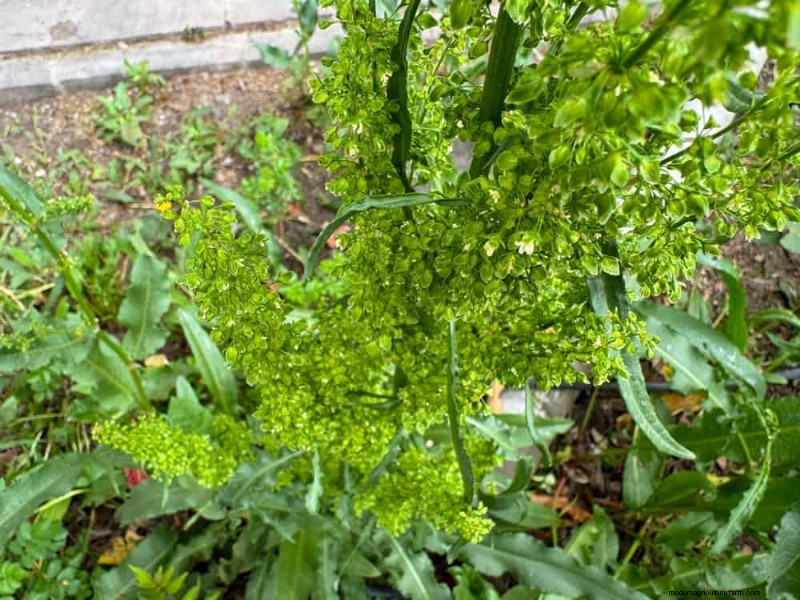 安全に食べられる24の庭の雑草 – 識別、栄養、調理のヒント 