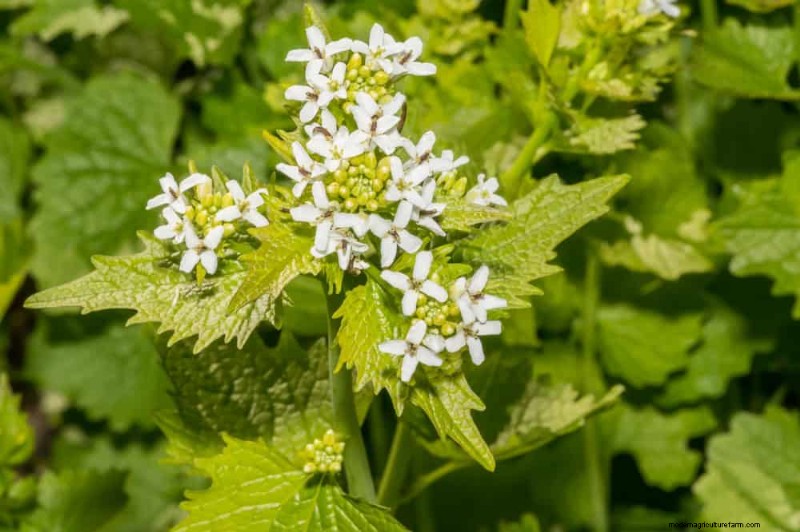 安全に食べられる24の庭の雑草 – 識別、栄養、調理のヒント 