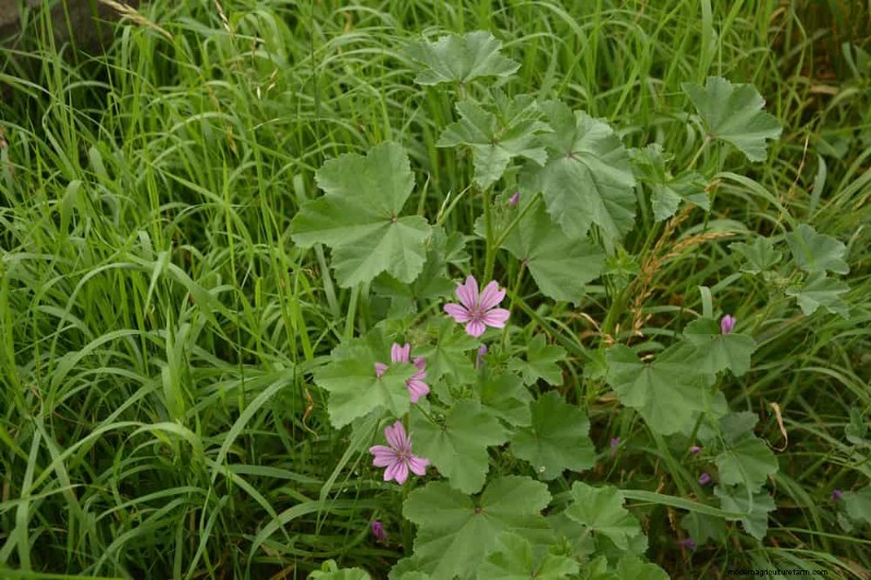 安全に食べられる24の庭の雑草 – 識別、栄養、調理のヒント 