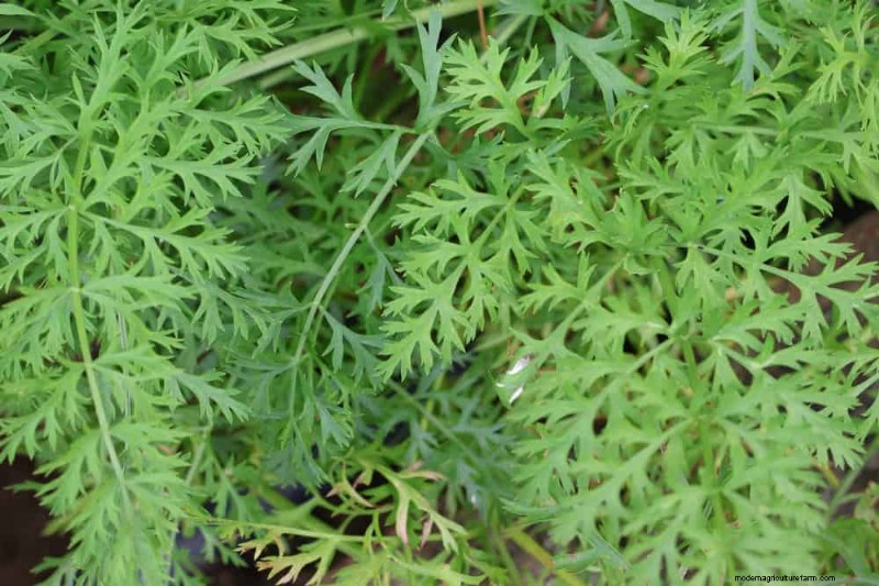 安全に食べられる24の庭の雑草 – 識別、栄養、調理のヒント 