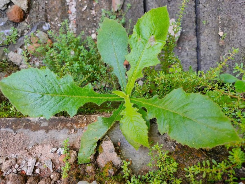 安全に食べられる24の庭の雑草 – 識別、栄養、調理のヒント 