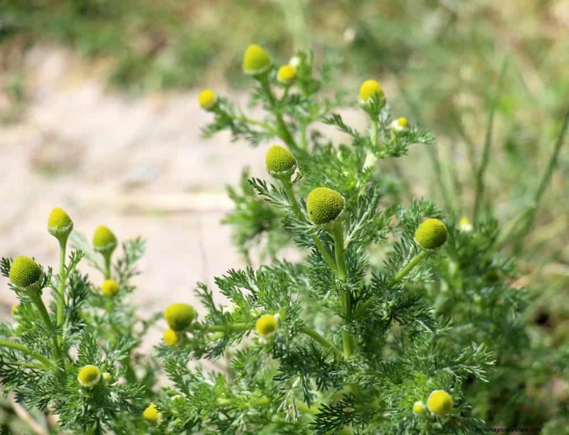 安全に食べられる24の庭の雑草 – 識別、栄養、調理のヒント 