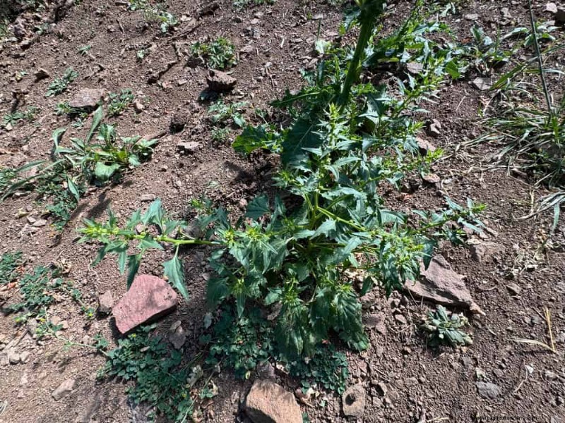 安全に食べられる24の庭の雑草 – 識別、栄養、調理のヒント 
