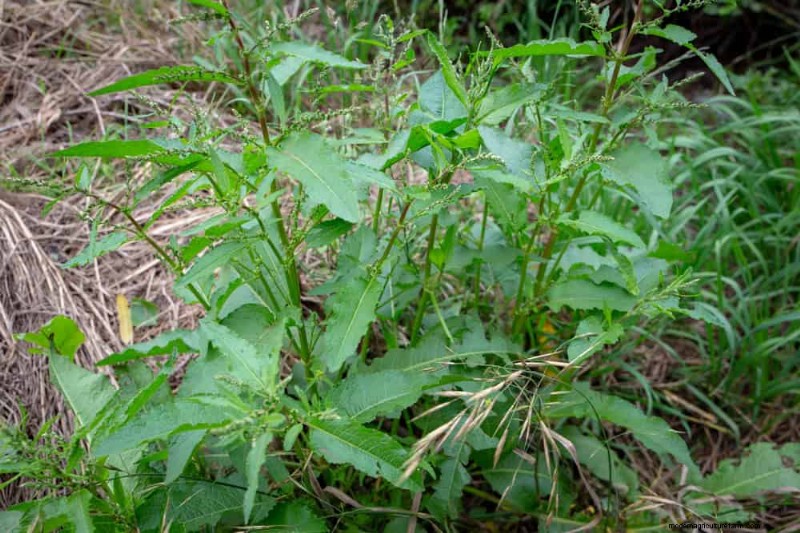 安全に食べられる24の庭の雑草 – 識別、栄養、調理のヒント 