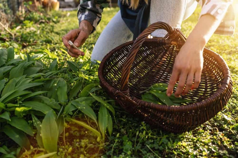 安全に食べられる24の庭の雑草 – 識別、栄養、調理のヒント 
