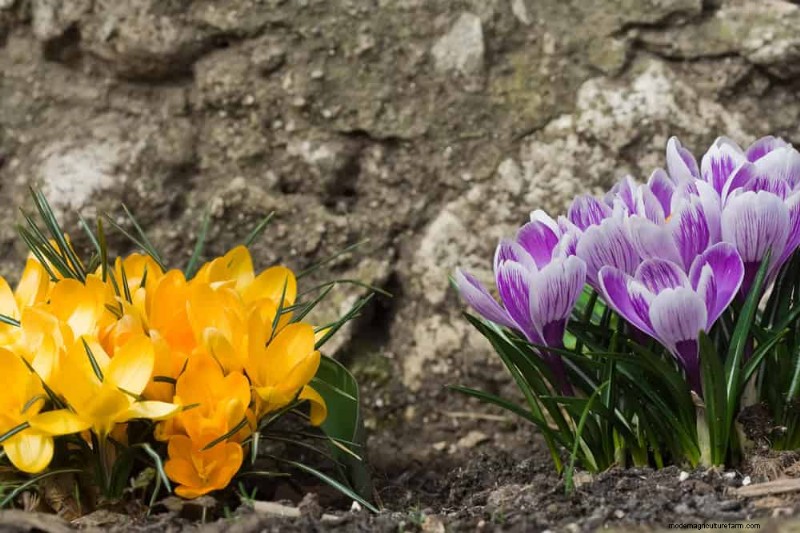 19 Stunning Perennials That Arrive First Each Spring