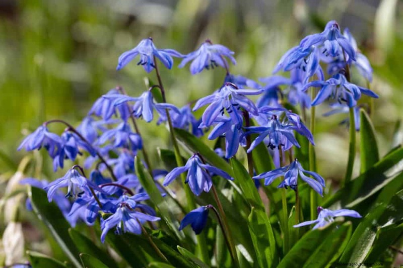 19 Stunning Perennials That Arrive First Each Spring