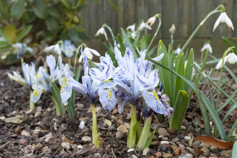 19 Stunning Perennials That Arrive First Each Spring